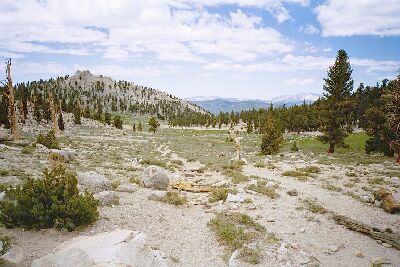 Whitney03a