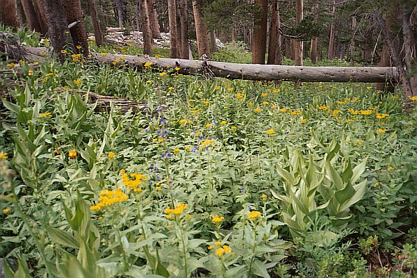 Woods Creek and Lakes